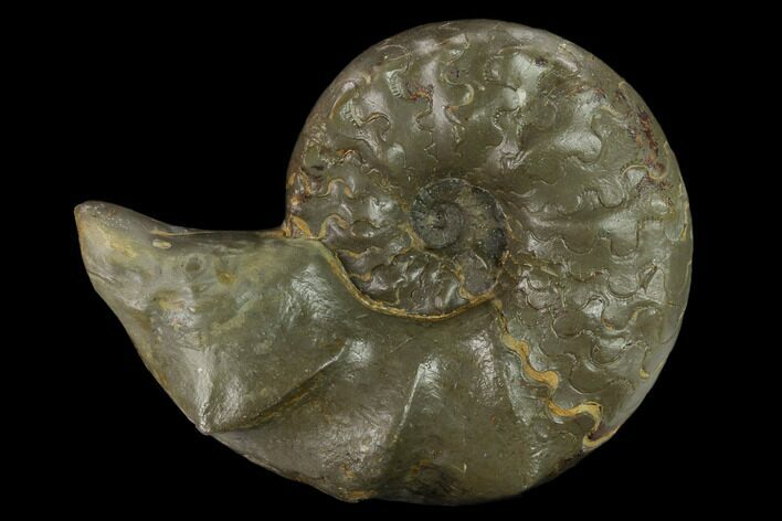 Triassic Ammonite (Ceratites Praenodosus) - Germany #131914